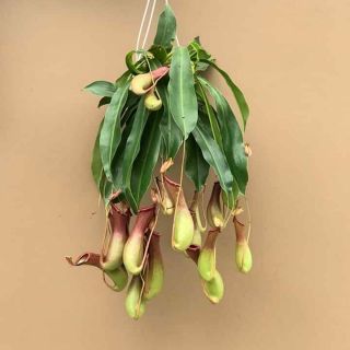 Cây nắp ấm.... cây bắt mồi