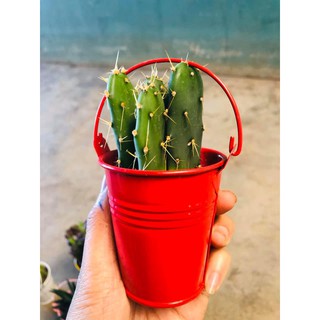 Xô thiếc nhỏ