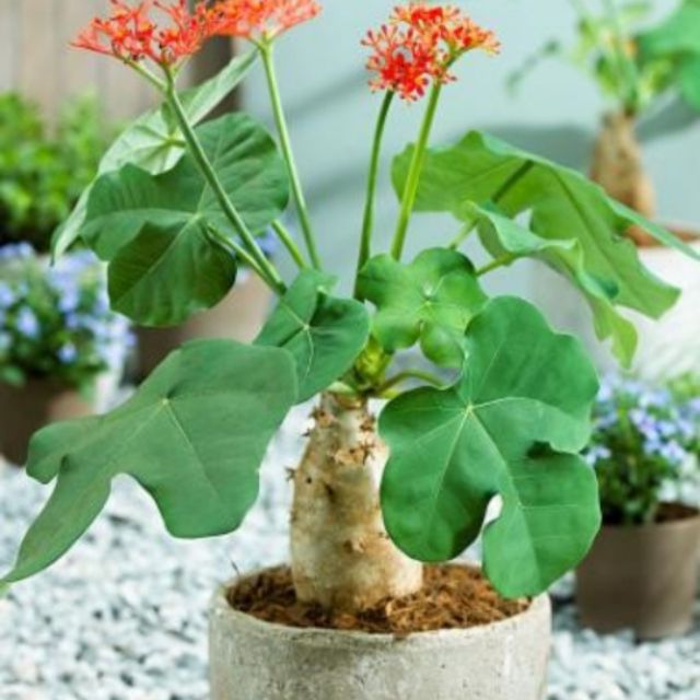 Cây ngô đồng cảnh, sen núi, sen lục bình 30k/ cây con