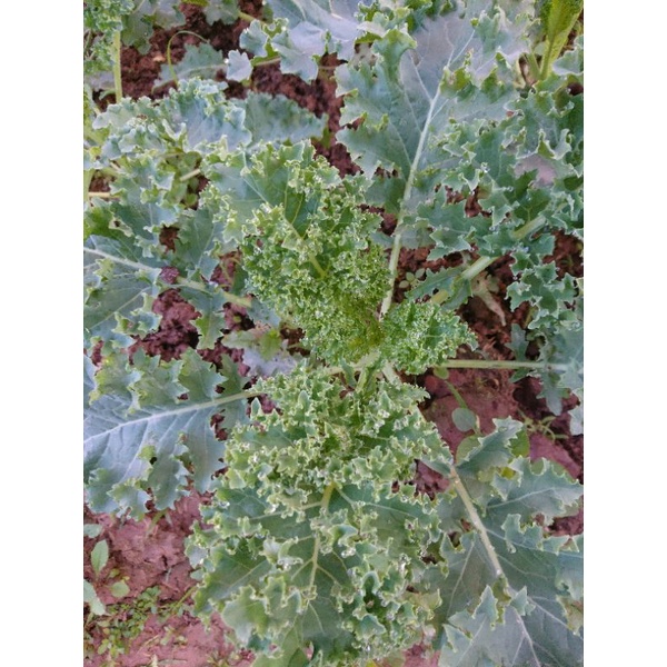 Hạt giống cải kale xoăn xanh f1
