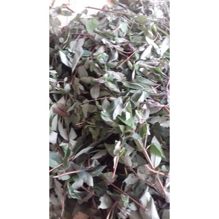 1kg Cây thành ngạnh(cây ngọn đỏ)