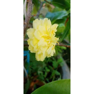 Hoa mai Cúc Kem 36 cánh cây ghép độc lạ