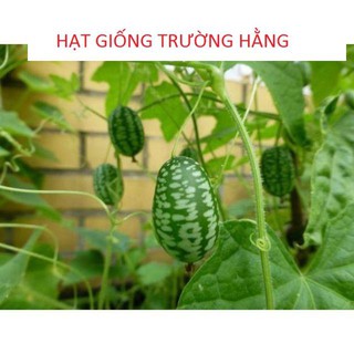 Hạt Giống Dưa Hấu Mini - 10 Hạt