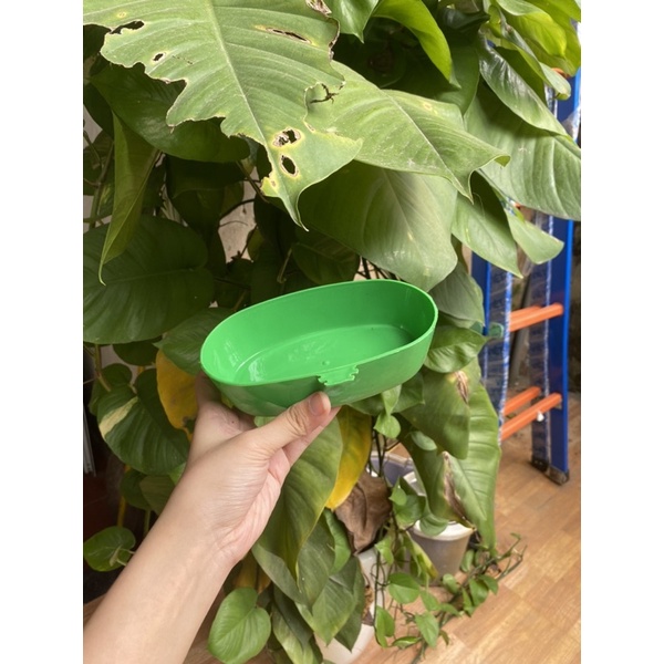 Máng Tắm Nhựa Dành Cho Khuyên, Mào,..