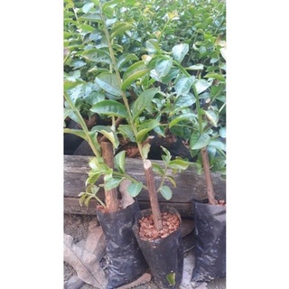 cây giống hoa tường vy