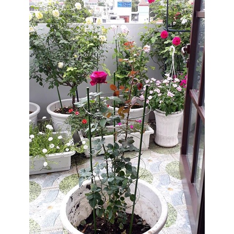 HOT] Giá đỡ hoa hồng, hoa leo đa năng kích thước cao 120cm, đường kính vòng tròn 25cm c/lượng, hg C/ty.