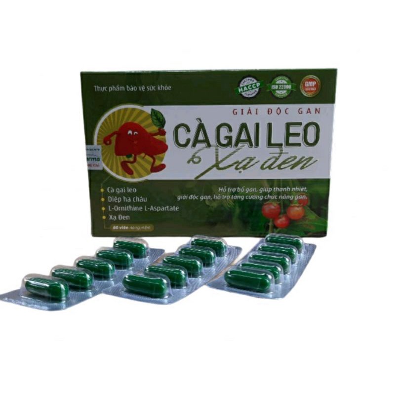 Cà gai leo xạ đen hộp 60v