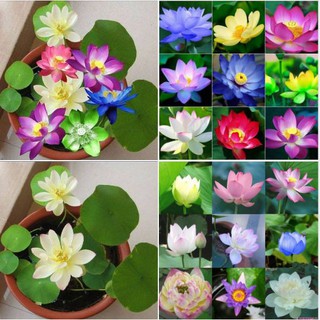  Hạt giống sen mini Nhật nhiều màu ( gói 5 hạt )