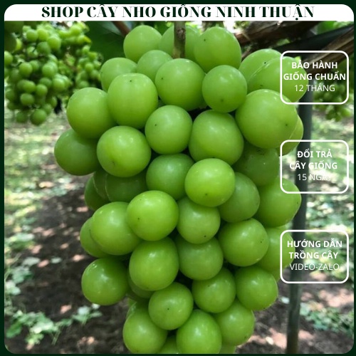 Cây Nho Mẫu Đơn Giống Nho Xanh của Nhật
