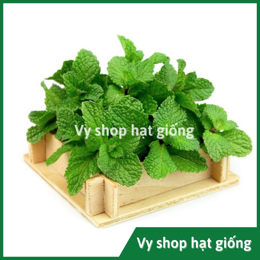 Hạt giống húng bạc hà  Thái Lan gói 200 hạt