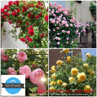 Gói Hạt giống hoa Hồng leo Pháp Nhiều màu