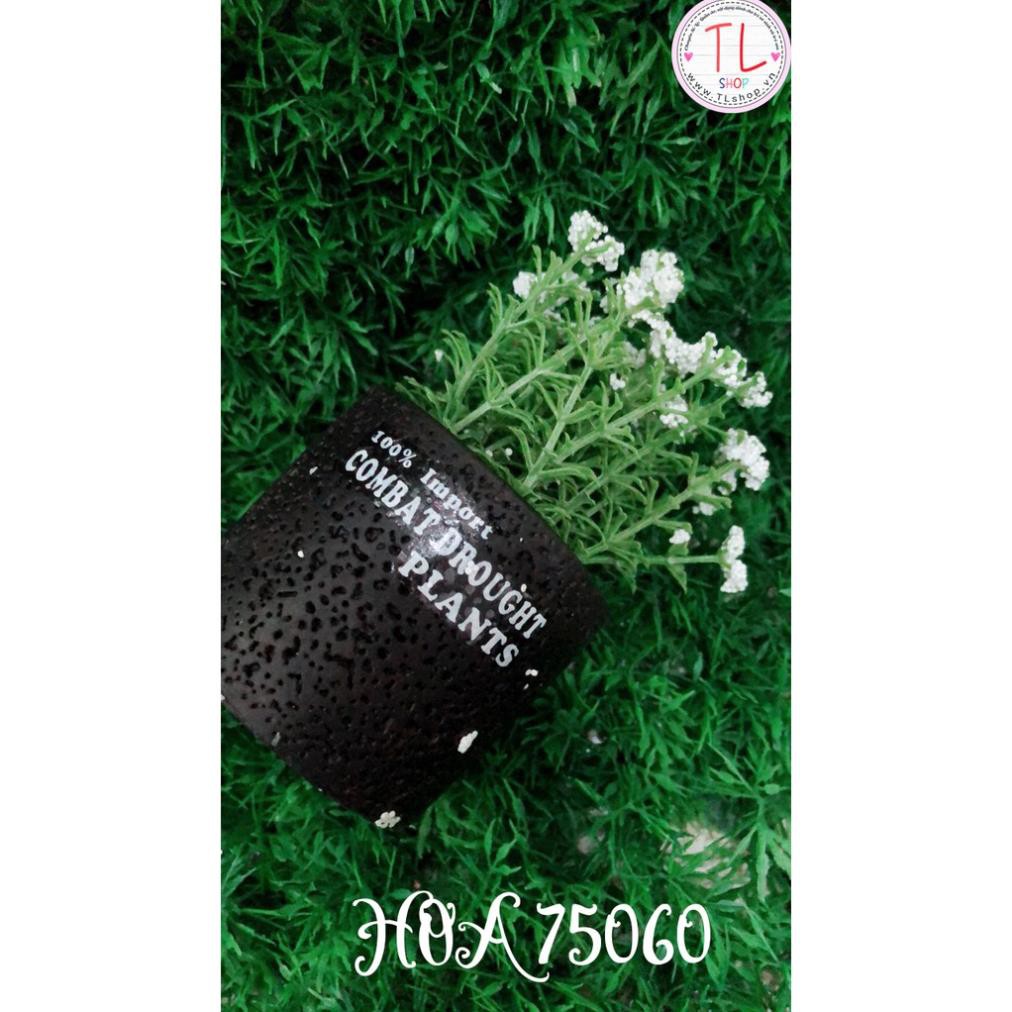 Chậu hoa bi trắng xinh xắn