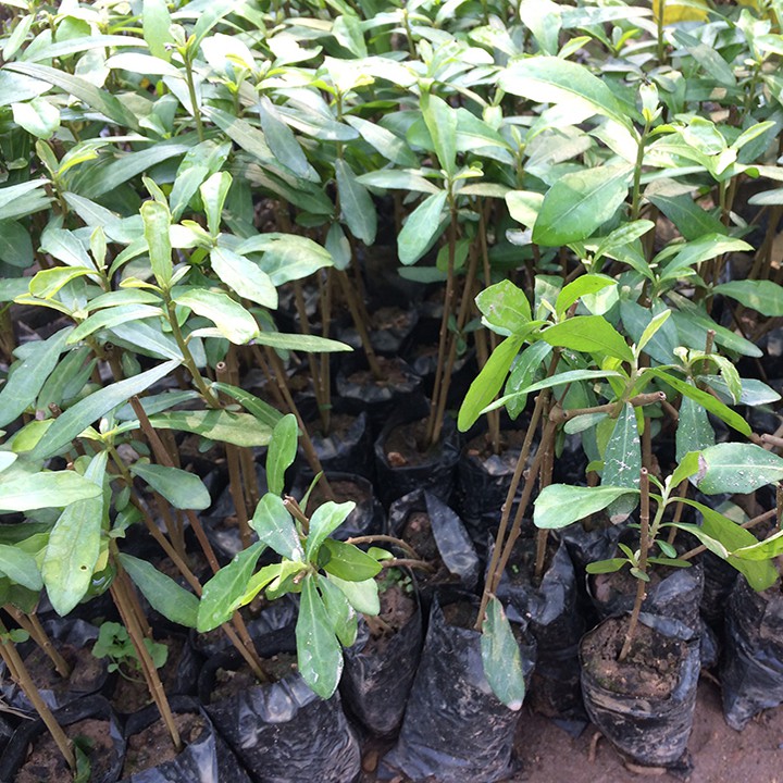 [MUA 5 TẶNG 2] Combo 5 bầu cây cúc tần Ấn Độ dễ trồng dễ chăm sóc chuẩn giống, giá rẻ