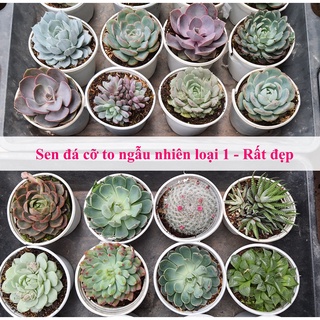 Sen đá bắp cải cỡ to