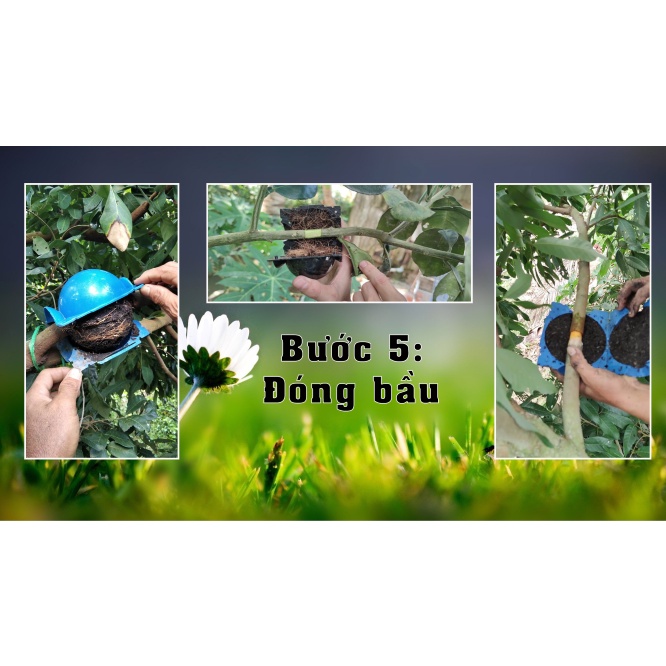 Bầu nhựa chiết cành, ươm cây thông minh đủ kích thước 4cm, 6cm, 10cm, 12cm