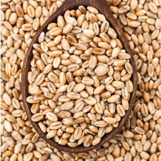 Lúa Mì dinh dưỡng cho hamster (1 bịch 50g)