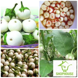 shophouse Gói 100 hạt giống cà pháo trắng  SHOP HOUSE  TẾT KHUYẾN MẠI
