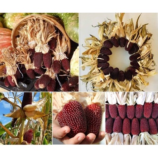 Hạt giống ngô dâu tây tý hon