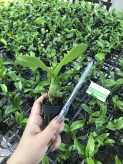 Dendro Lai Cattleya Hoa To
