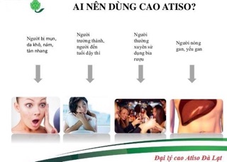 Cao atiso Đà Lạt