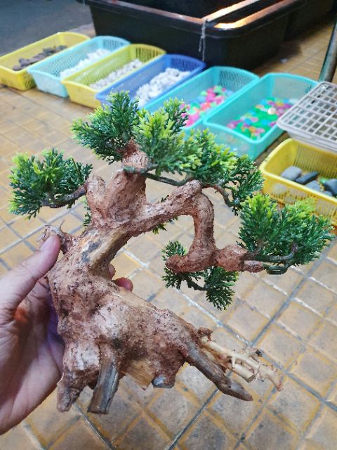 CÂY LỦA BONSAI TRANG TRÍ HỒ CÁ NON BỘ 20x10x20cm
