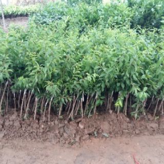 Cây giống mận tam hoa