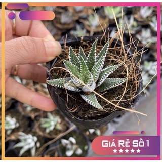 sen đá móng rồng, size bầu, xuất sứ Đà Lạt