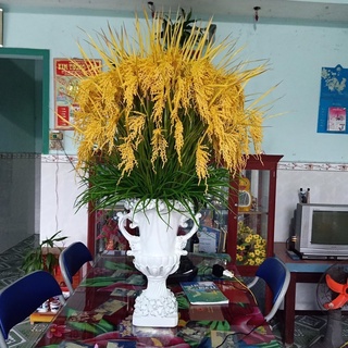 20 cây Bông Lúa vàng trang trí phong thủy