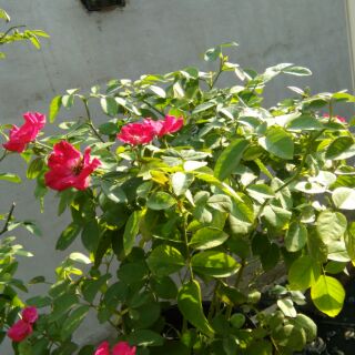 cây hoa hồng quế cao 100cm