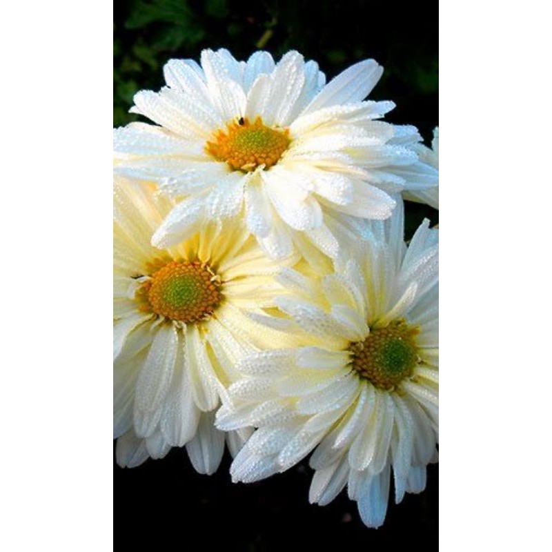 SỮA RỬA MẶT HOA CÚC CALENDULA