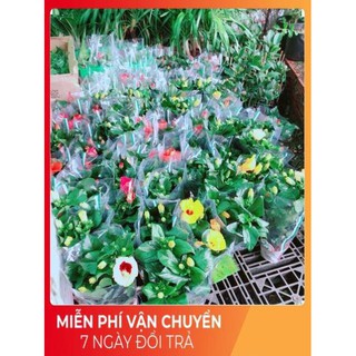 Hoa Dâm Bụt Kép