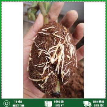 Vua ra rễ Root 999 USA , bổ sung Auxin ,NAA, IBA  SIÊU ĐẬM ĐẶC-Hàng Chính Hãng