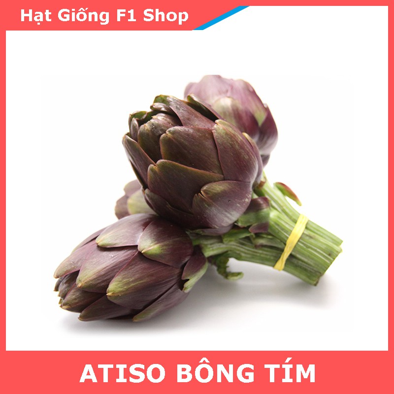 Hạt Giống Atiso Đà Lạt Tím Cụm Hoa Lớn