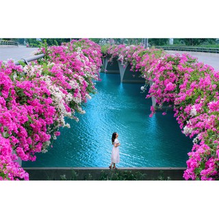 Chậu cây hoa Giấy màu đỏ trắng