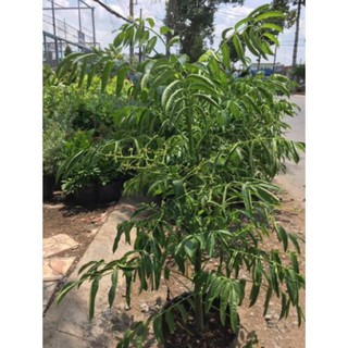 Cây cóc Thái đang cho trái , cây đẹp, giống chuẩn