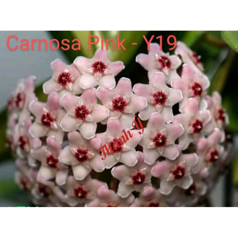 Cẩm cù Carnosa Pink - số 19
