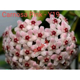 Cẩm cù carnosa pink - số 19