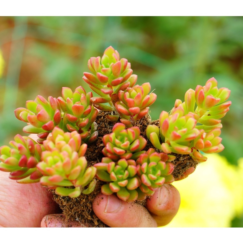 Sen Đá Sedum Kẹo mini  3cm, Khỏe, Dễ trồng, Hàng Đà Lạt, Lỗi 1 đổi 1