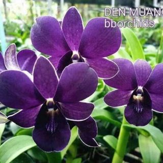 Hoa lan denro ngọc trai đen