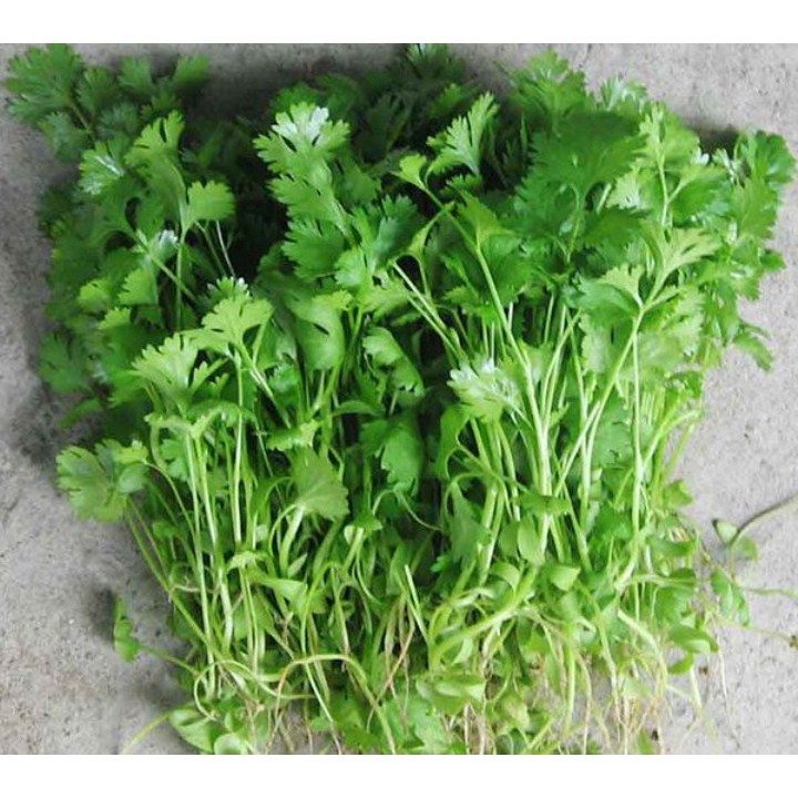 Gói 10 gr hạt giống rau mùi ta trồng bốn mùa