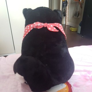 chó shiba lông xù