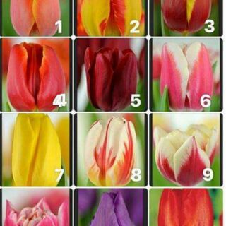 Củ hoa tulip