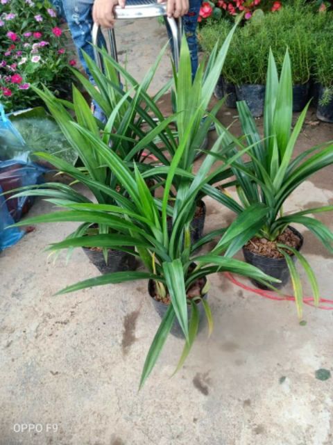 Cây giống lá cơm nếp