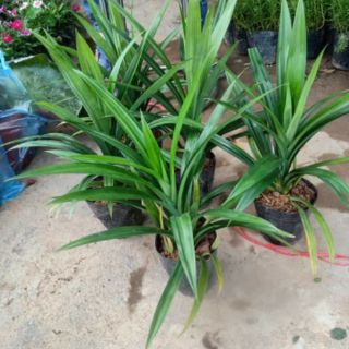 combo 2 Bầu giống lá cơm nếp màu xanh