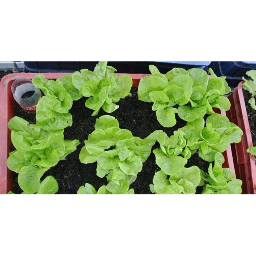 HẠT GIỐNG XÀ LÁCH MINETTO - GÓI 2 GRAM