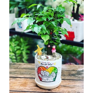 cây hạnh phúc ( cây để bàn văn phòng)