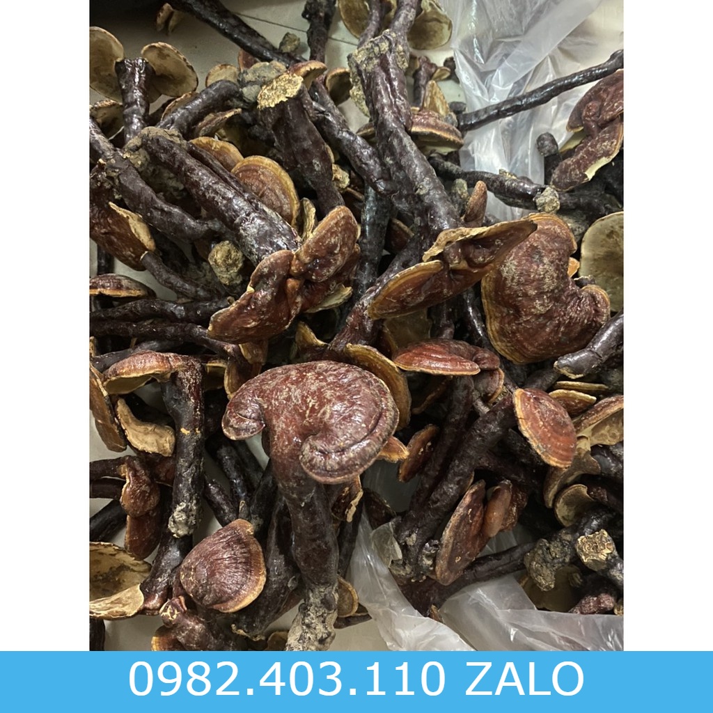 1 lạng nấm lim xanh rừng loại 1