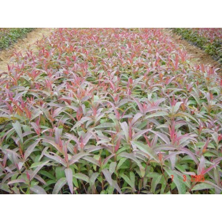 Hạt giống cây bạch đàn đỏ { tui 50gram }