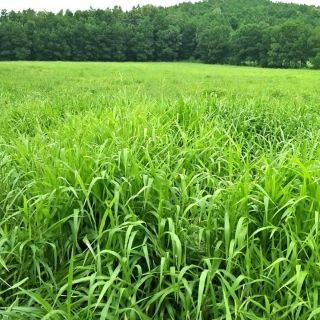 500gram hạt giống cỏ ruzi dùng trong chăn nuôi dê cừu cá bò- chiết từ túi 1kg hàng cty