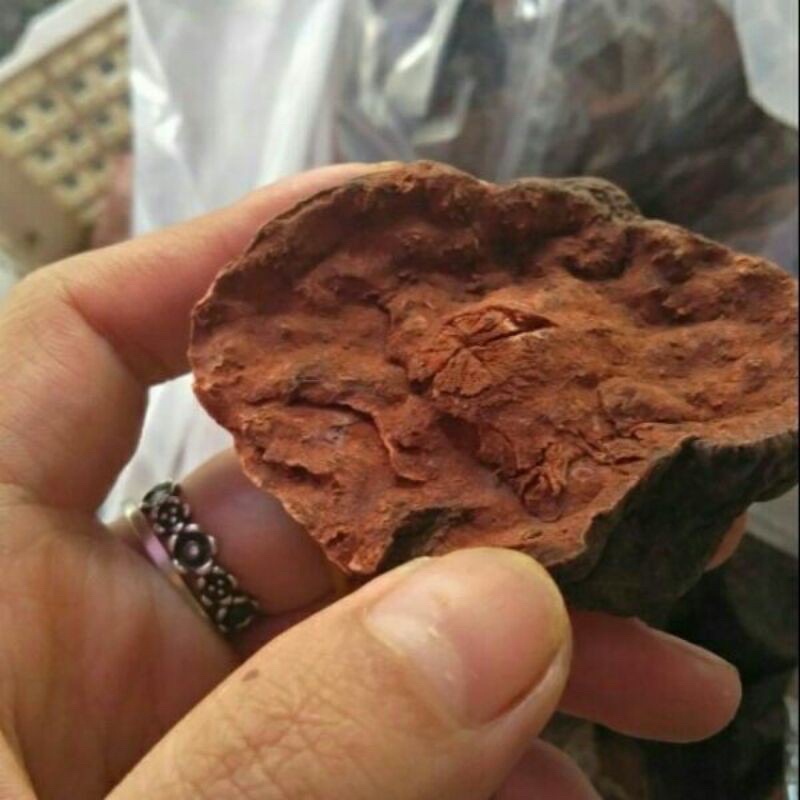 Củ hà thủ ô đỏ chưa sơ chế thái lát sấy khô 1 kg